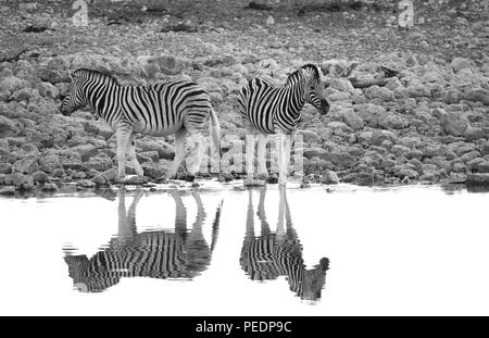 A pair of Burchell's zebras (Equus quagga burchellii) are reflected in the still waters of a waterhole in Etosha National Park, Namibia. Stock Photo