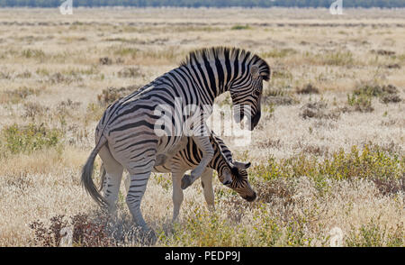Two zebras fighting in Etosha National Park, Namibia. Stock Photo