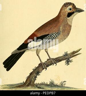 Color print of a Eurasian jay (Garrulus glandarius) with black, white, blue, and brown plumage and a short black beak, published in 'A Natural History of Birds: illustrated with a hundred and one copper plates, curiously engraven from the life', 1734. Courtesy Internet Archive. () Stock Photo