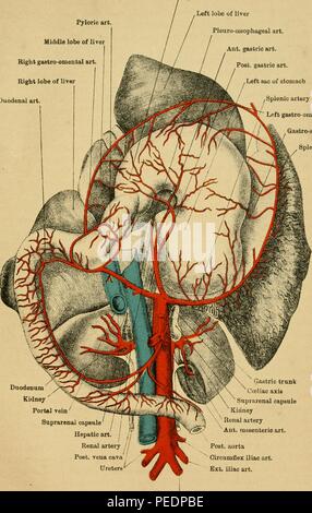 Color print of a horse's coeliac axis, artery, or trunk, a major visceral artery located in the abdominal cavity that is responsible for supplying the foregut, published in Sir John McFadyean's 'The Anatomy of the Horse: a dissection guide', 1922. Courtesy Internet Archive. () Stock Photo