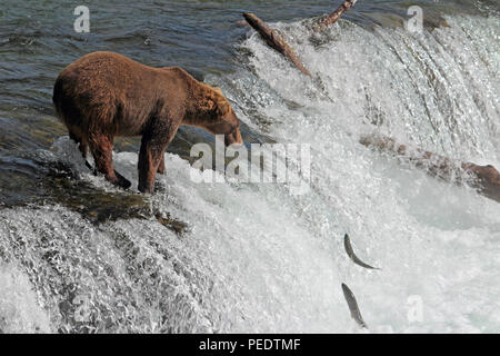 grizzly bear jumping
