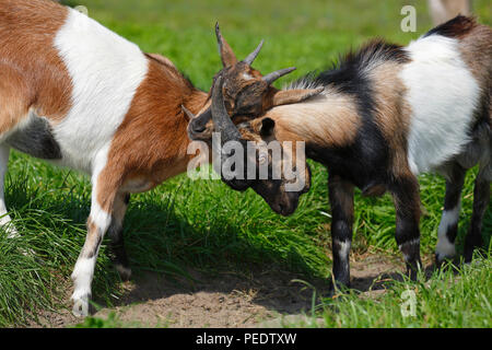 Pygmy Goats Stock Photo