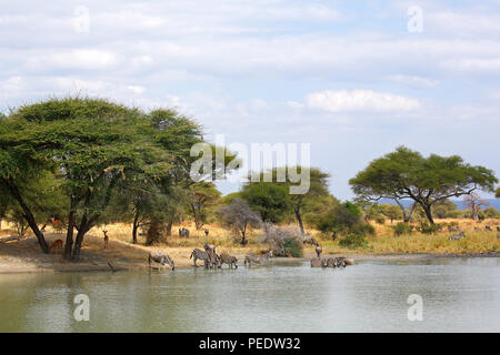 Steppenzebras, Weissbartgnus und Impalas an Wasserstelle, Tarangire Nationalpark, Tansania, Ostafrika, Afrika Stock Photo