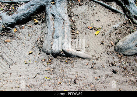 A close up view of an old tree and its roots as a pattern or abstract background Stock Photo