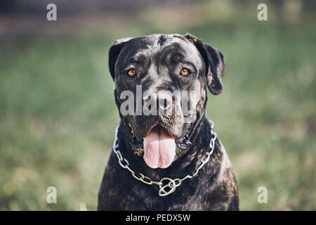 Portrait of guard dog (cane corso) during summer day. Stock Photo