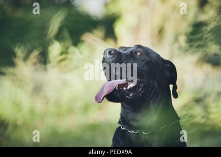 Portrait of happy cane corso dog in nature during summer day. Stock Photo