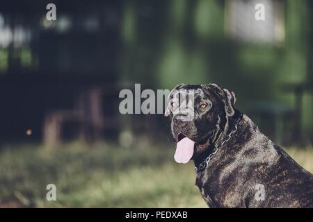 Portrait of guard dog (cane corso) in front of chalet during summer day. Stock Photo