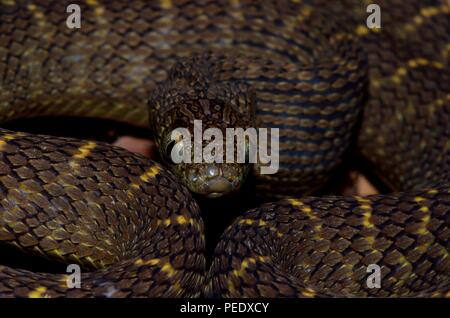 african egg-eating snake, Afrikanische Eierschlange, Dasypeltis Stock Photo