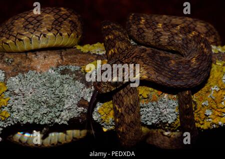 african egg-eating snake, Afrikanische Eierschlange, Dasypeltis Stock Photo