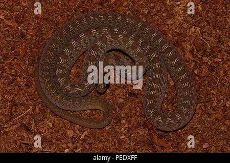 african egg-eating snake, Afrikanische Eierschlange, Dasypeltis Stock Photo