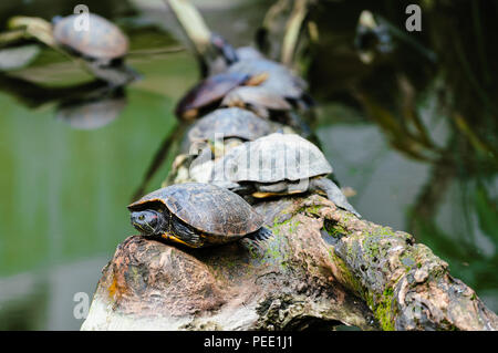 Group of Red-eared slider turtle on a branch in the middle of water Stock Photo