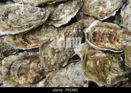 Oysters, close up of oysters, fresh seafood, shellfish Stock Photo