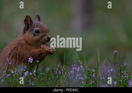 red squirrel, Sciurus vulgaris, running, jumping, caching nuts, food amongs purple flowering heather during august in the cairngorms NP, scotland. Stock Photo