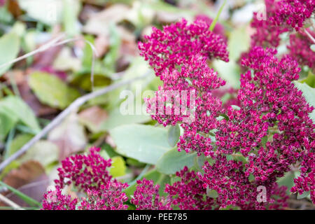 Stonecrop, sedum in late autumn. Red flowers Stock Photo