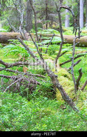 Fallen trees overgrown with lichen and moss in the forest Stock Photo