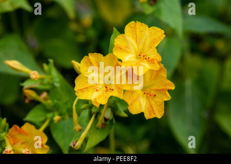 Mirabilis jalapa four o'clock flower. Yellow with red spots! Stock Photo