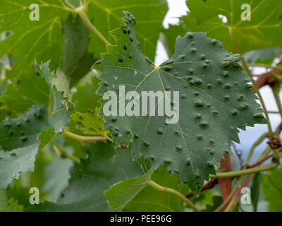 Grape erineum mite and their galls. Vineyard problem. Top of leaf looks blistered. Colomerus vitis. Stock Photo