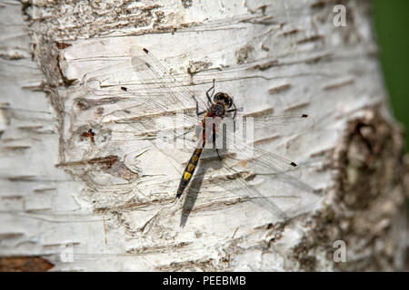 Leucorrhinia pectoralis, Animal, Nature, Insect, large white-faced darter, yellow-spotted whiteface Stock Photo