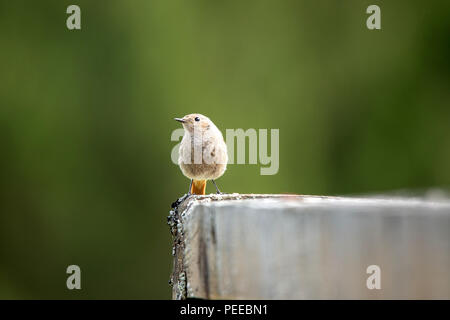 Phoenicurus ochruros, Bird, Animal, Nature, Switzerland, black redstart, Tithy's redstart, blackstart, black redtail Stock Photo