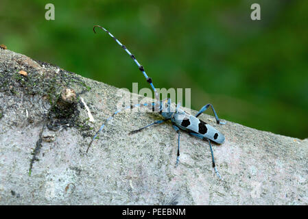 Rosalia alpina, Rosalia longicorn, Alpine longhorn beetle, Beetle, Animal, Insect, Switzerland Stock Photo