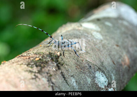 Rosalia alpina, Rosalia longicorn, Alpine longhorn beetle, Beetle, Animal, Insect, Switzerland Stock Photo