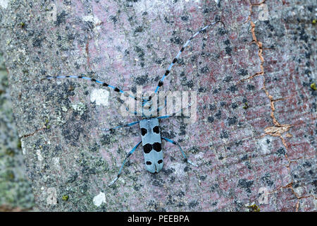 Rosalia alpina, Rosalia longicorn, Alpine longhorn beetle, Beetle, Animal, Insect, Switzerland Stock Photo