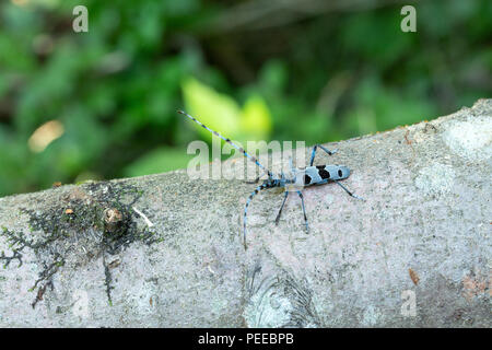 Rosalia alpina, Rosalia longicorn, Alpine longhorn beetle, Beetle, Animal, Insect, Switzerland Stock Photo