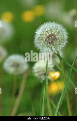 White dandelion clocks close-up at eye level in a green field in a portrait format Stock Photo