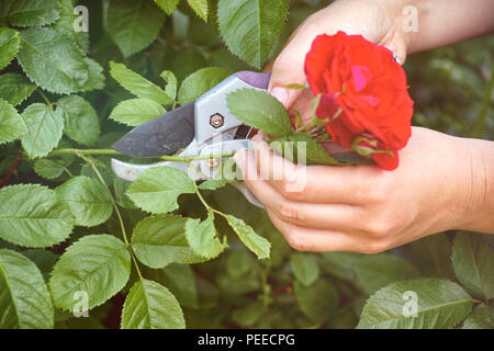 Woman hands with gardening shears cutting red rose of bush. Close-up. Stock Photo
