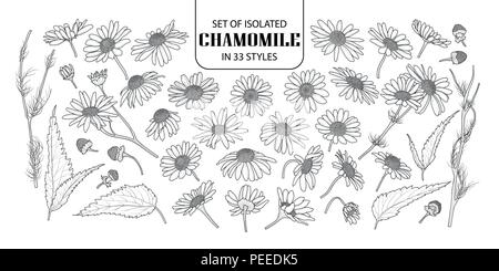 Set of isolated chamomile in 33 styles. Cute hand drawn flower vector illustration in black outline and white plane on white background. Stock Vector