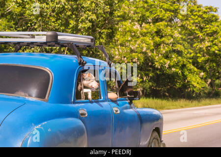 Dog looking out of the back window of a battered old American classic car travelling on a road in Cuba Stock Photo