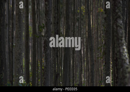 Young Blue Gum Tree Forest Plantation (Eucalyptus saligna) Stock Photo