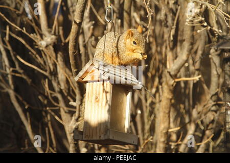 Eastern Fox Squirrel stealing the bird seed, Montana, USA Stock Photo