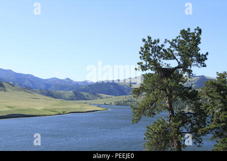 Eagle nest in a ponderosa pine tree, above the Missouri River, Holter Reservoir, near Helena, MT Stock Photo
