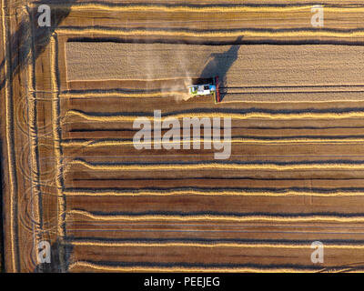 Combine harvester working a field of corn in the summer taken from above with drone Stock Photo