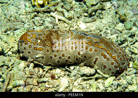 Leopardfish Sea Cucumber or Leopard Sea Cucumber (Bohadschia argus), Pulau Sipadan, Sabah, Borneo Malaysia Stock Photo