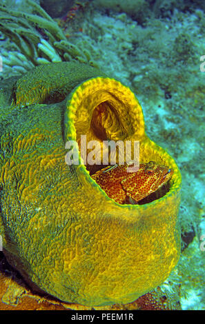 Red Hind (Epinephelus guttatus) hiding in a sponge (Porifera), Saint Lucia island Stock Photo