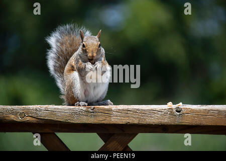 Eastern Gray Squirrel eating a nut while sitting on a wood railing . Stock Photo