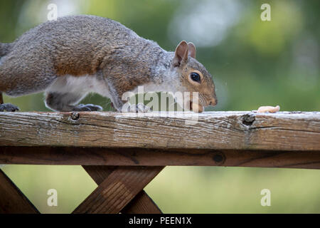Eastern Gray Squirrel eating a nut on a wooden railing. Stock Photo