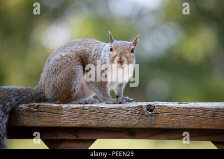 Eastern Gray Squirrel looking directly at the camera. Stock Photo