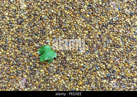 Green leaf on the sidewalk of yellow and gray pebbles, for use as a background. Stock Photo