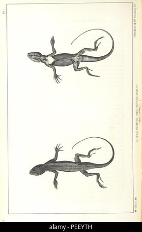 Image taken from page 186 of 'Report of an expedition down the Zuni and Colorado Rivers by Captain L. Sitgreaves ... Illustrations. (Report on ... Natural History ... by S. W. Woodhouse. Zoology  mammals and birds by S. W. Woodhou 0038. Stock Photo