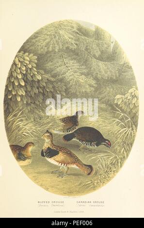 Image taken from page 191 of 'The Sportsman and Naturalist in Canada, or notes on the Natural History of the Game, Game Birds, and Fish of that Country ... Illustrated with coloured plates and woodcuts' Stock Photo