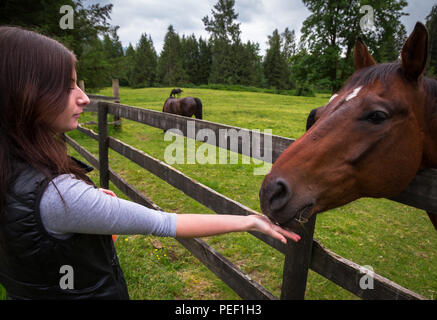 Young woman feeding a horse on a pasture. Stock Photo