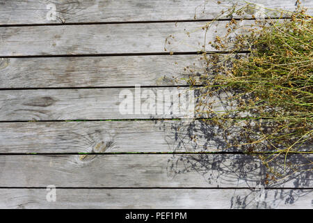 Wooden background texture of grey color whith herbs and wildflowers Stock Photo