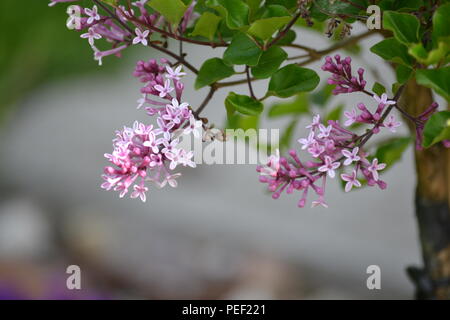 Close-up of the bush - Syringa meyeri 'Palibin' - small lilac fragrant flowers Stock Photo