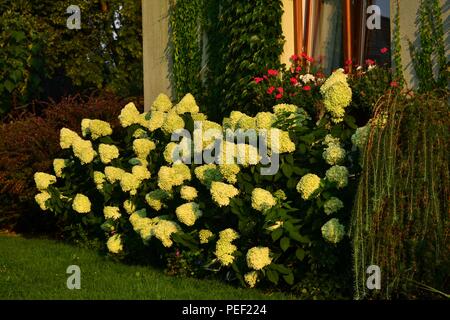 'Limelight' hydrangeas paniculata at the house - big white flowers in the setting sun Stock Photo