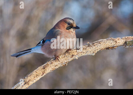 Eurasian jay (Garrulus glandarius) flew for food at the bird feeder and sits on a branch. Stock Photo