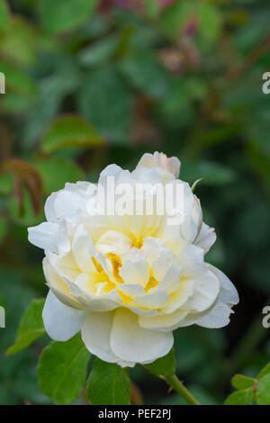 An ageing Rosa 'Imogen' (Austritch), a soft lemon English shrub rose in late bloom in Summer in West Sussex, England, UK. Stock Photo