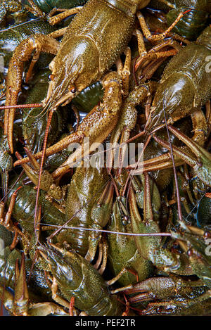 Live crawfish close-up. Stock Photo